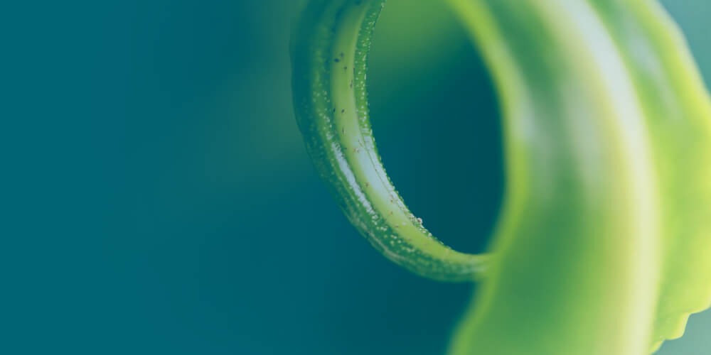 Description of the image