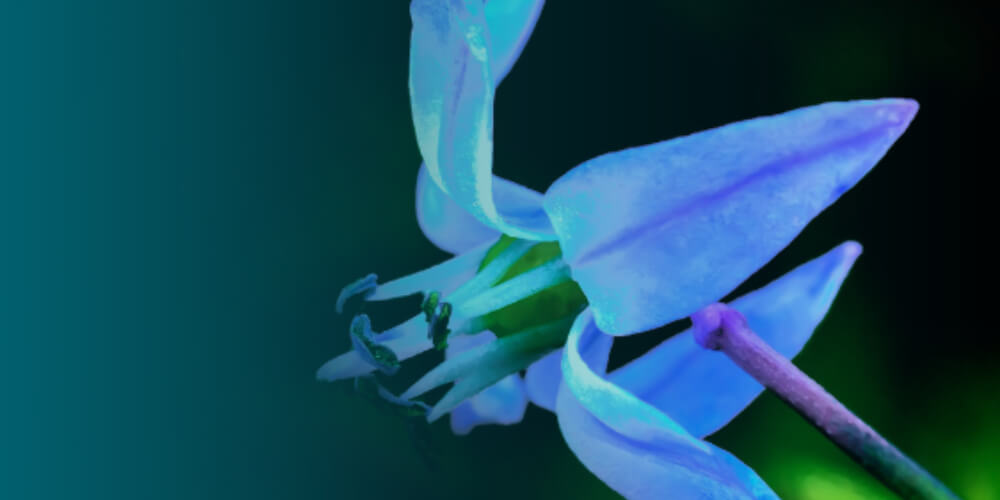 Description of the image