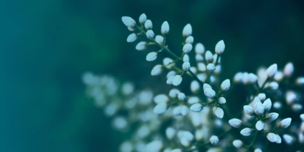 Description of the image